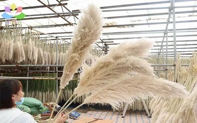 2021 New Pampas Grass for sale