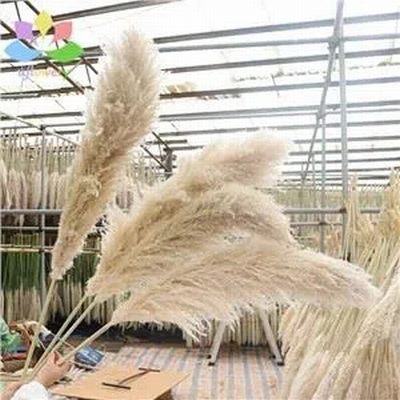 Dried Pampas grass for sale