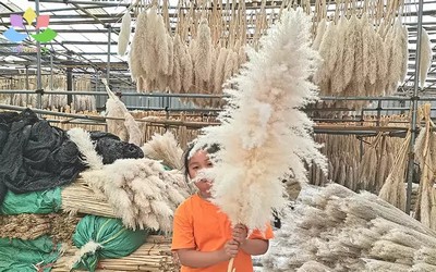 How To Fluff Your Pampas Grass