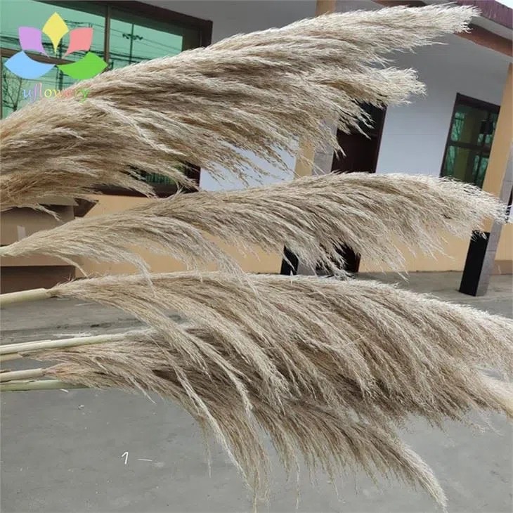 Cheap Pampas Grass