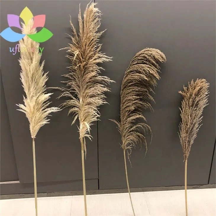 Large Pampas Grass