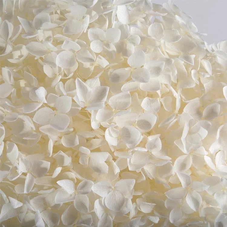 SKU-12-Preserved Hydrangea 12.webp.jpg
