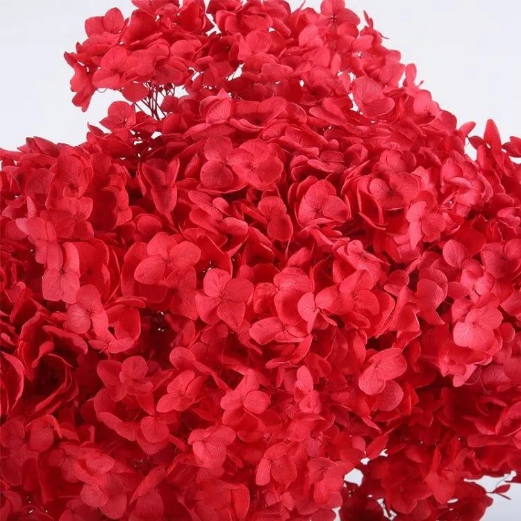 SKU-08-Preserved Hydrangea 08.webp.jpg