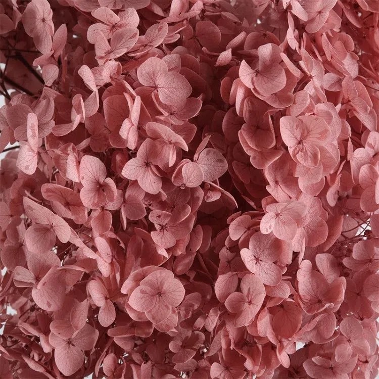 SKU-03-Preserved Hydrangea 03.webp.jpg