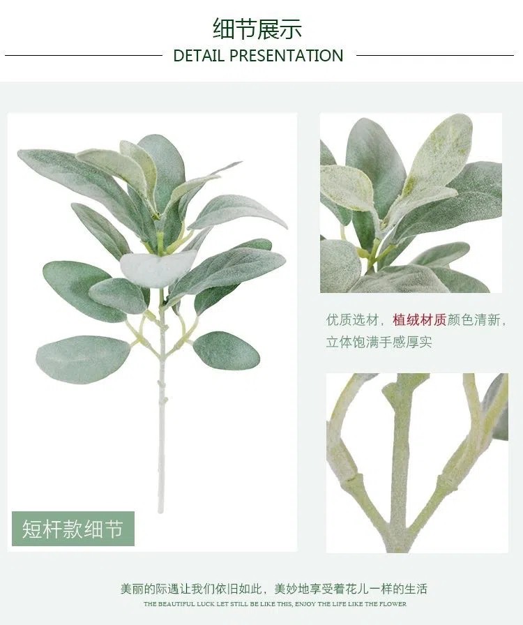 Flocked lambs ear (2).webp.jpg