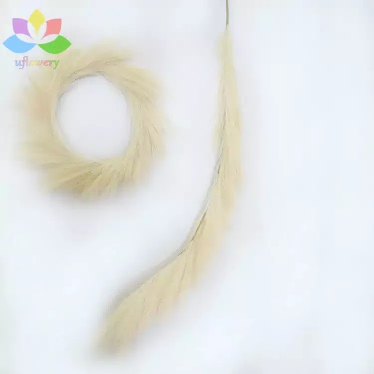zqq