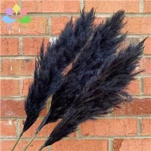 Black Pampas Grass