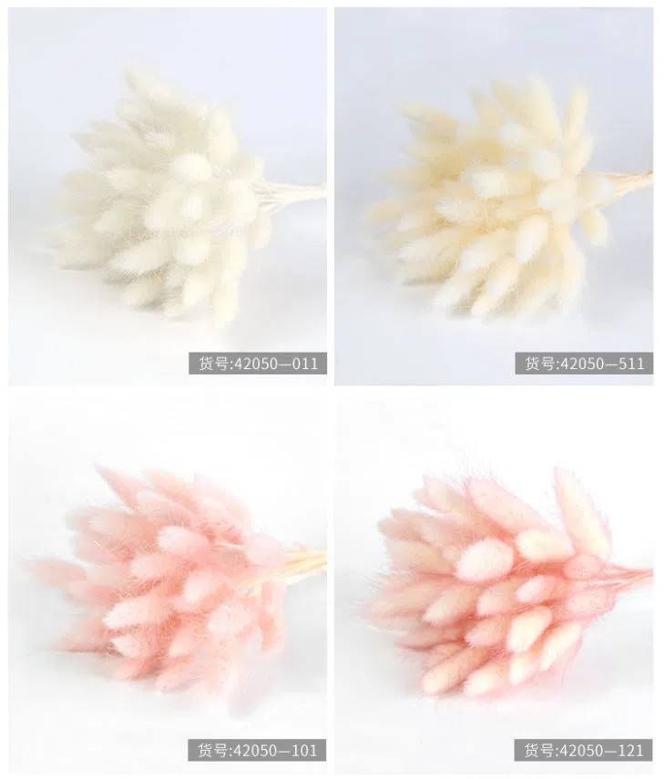 Bunny Tail Grass