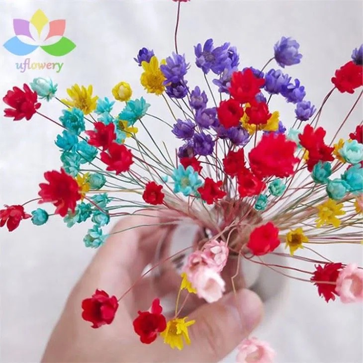 Dried Daisies