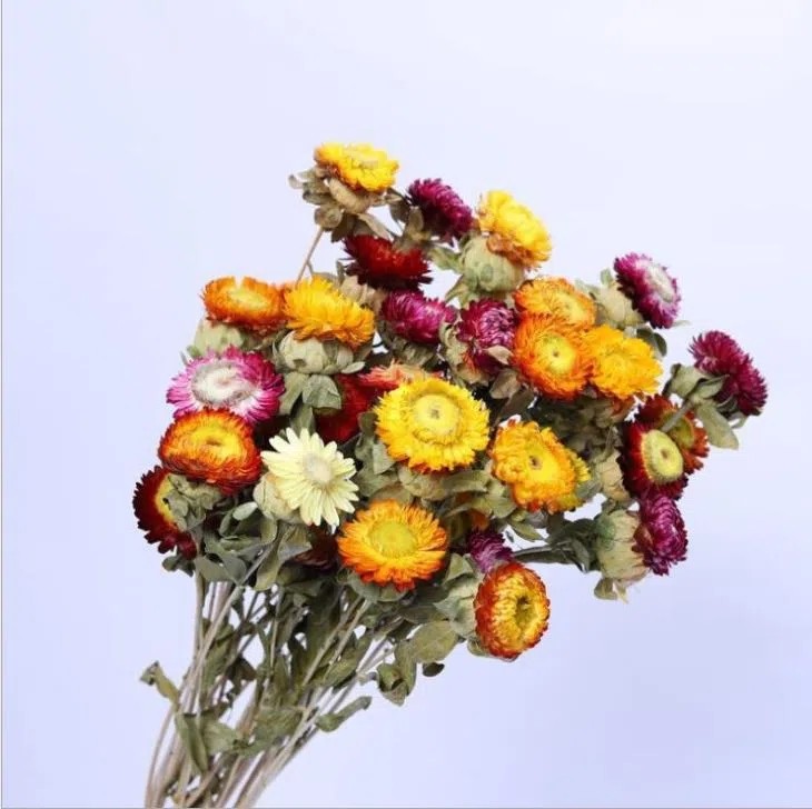 Dried Daisy Flower