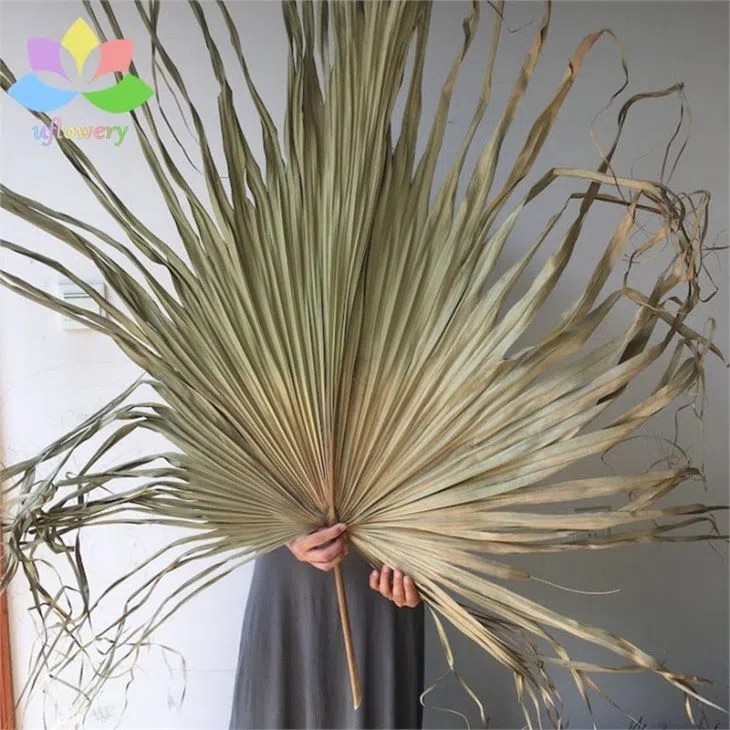 Dried Palm Leaf