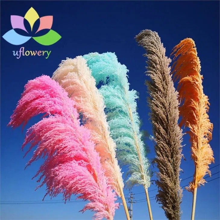 Dried Pampas Grass Bulk