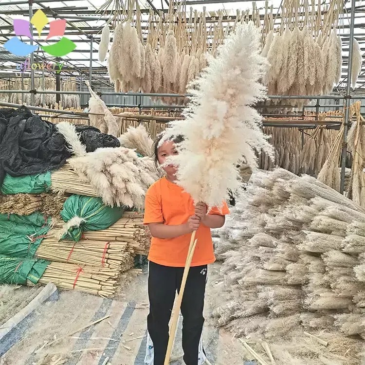 Fluffy Pampas Grass