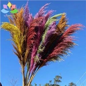 Natural Dried Pampas Grass