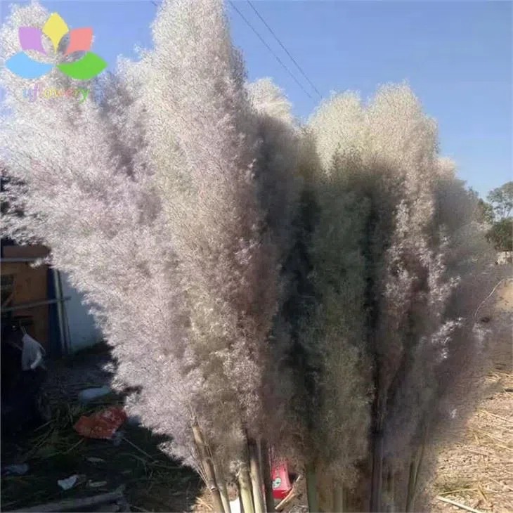 Grey Pampas Grass