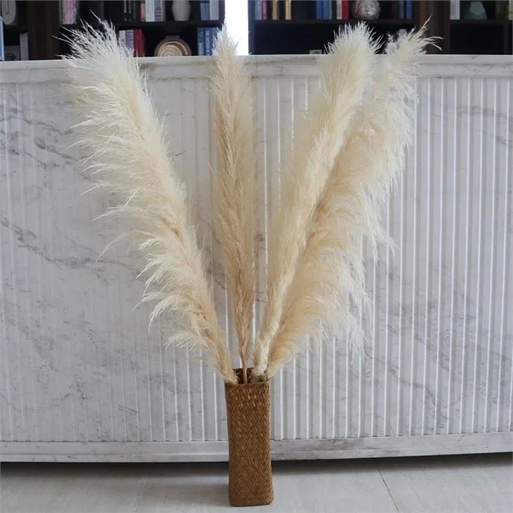 Pampas Grass Dried