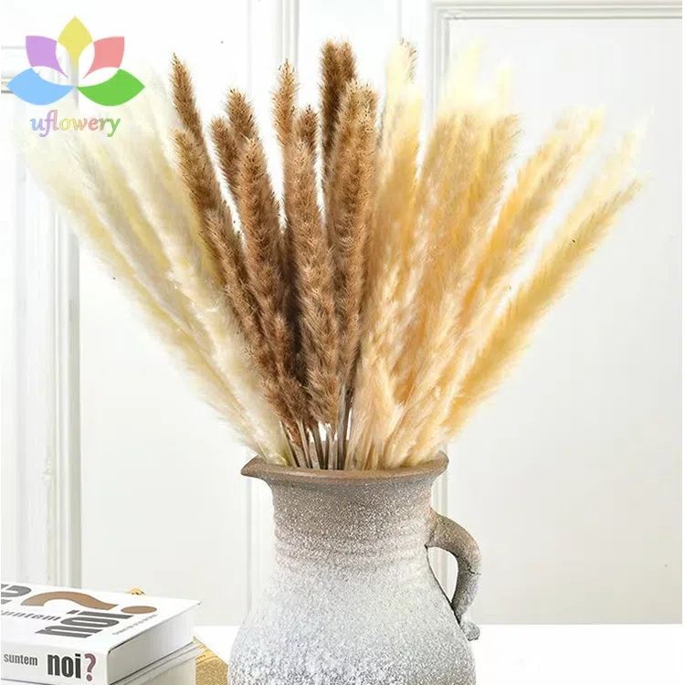 Small Pampas Grass